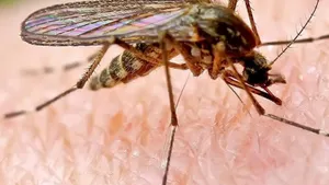 В Минздраве прокомментировали смерть жительницы Астаны от укуса комара