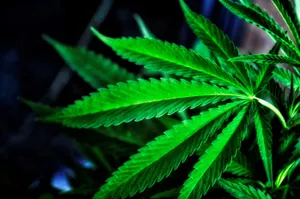 30 килограммов конопли обнаружили во дворе жителя Туркестанской области