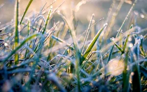 В Алматинской области сохранятся заморозки до 3 градусов