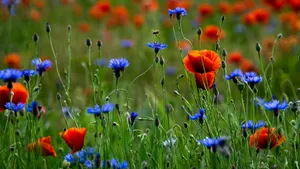 Дожди и грозы пройдут на севере Казахстана