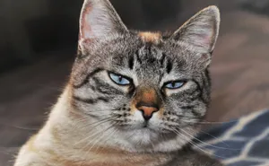 Кот стал кандидатом на выборах в парламент Британии