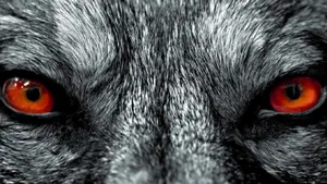 Неизвестное животное загрызло домашний скот в Жанаозене