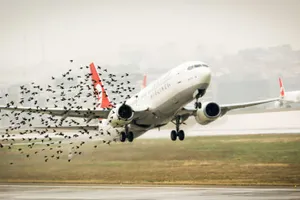 Птицы снова атаковали самолет в Москве