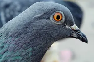 Операцию по спасению голубя провели в Усть-Каменогорске