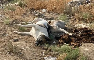 Трупы мертвых собак обнаружены недалеко от Актау