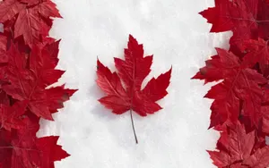 Канада рассматривает все варианты поддержки народа Беларуси