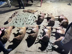 Туши незаконно отстрелянных сайгаков изъяла полиция Мангистауской области