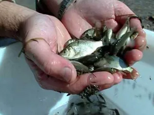 В Павлодаре спасли более 100 тыс мальков