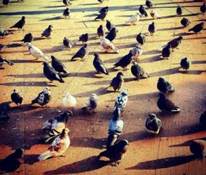 Композиция в фотографии