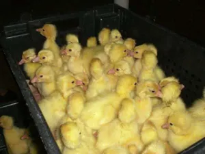 Казахстанских утят, цыплят и гусят Россельхознадзор вернул на Родину