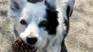 Умерла знавшая больше тысячи слов собака