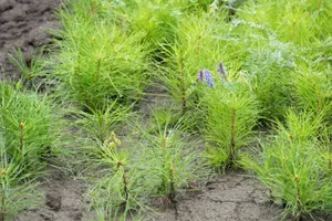 Шымкентте 970 гектардан астам жер орман қорына аударылды