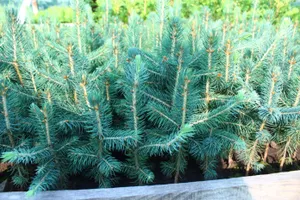 Кражу еловых на 500 миллионов тенге выявили в области Абай