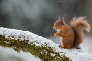 Дождь и мокрый снег ожидаются в Казахстане