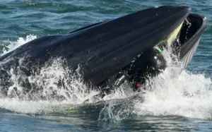 Дайвер попал в пасть кита и остался жив