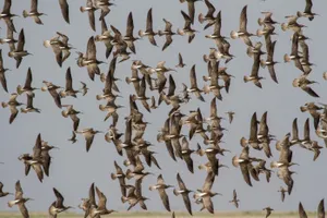 Массовая гибель птиц выявлена в резервате «Акжайык» в Атырауской области