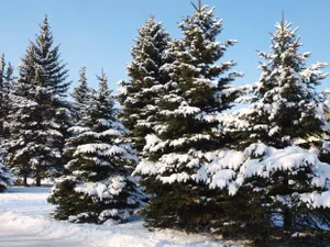 Более 2,5 тысячи елок незаконно срубили в Казахстане — МВД