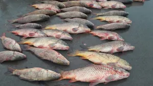 В Атырау задержали браконьера с тонной рыбы