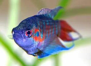 Некоторые виды рыб начали быстро эволюционировать