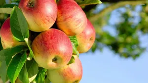 Православные христиане отмечают Преображение Господне