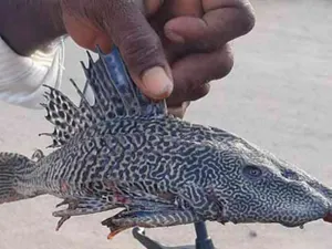 Пойманный рыбаком леопардовый птеригоплихт озадачил ученых в Индии
