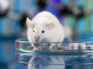 Вирусные инфекции во время беременности влияют на психику ребенка