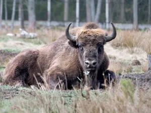 В «Бурабае» будут разводить беловежских зубров