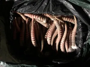 На 479 миллионов тенге причинил ущерб государству браконьер из ЗКО