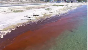 Вода у берега Каспийского моря окрасилась в красный цвет
