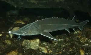 В Актау сотрудники рыбной инспекции занимались браконьерством