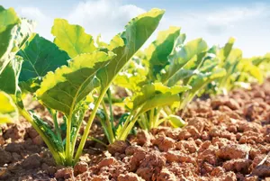 Увеличивать площади посевов сахарной свеклы планируется на севере РК