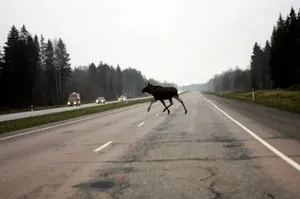 Абай облысындағы ЖТО мен орман өртінің себебі бұғы болды