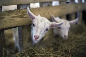 Мир удивителен, господа