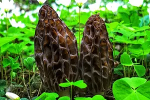 Защитить астронавтов от радиации помогут грибы из Чернобыля