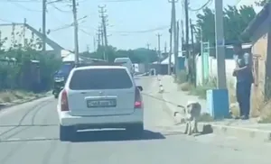 В Шымкенте водитель тащил собаку, привязав к машине