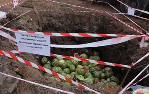 Тонну зараженных арбузов уничтожили в Нур-Султане