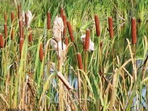 В Атырауской области из камышей сделают биотопливо