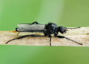 Карагандинцев атакуют странные комары