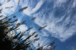 Дожди, ветер и туман ожидаются в некоторых регионах Казахстана