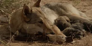 Фильм «Аруах» выходит в прокат в Казахстане