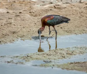 Необычную птицу заметили в Мангыстау
