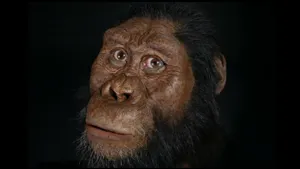 Ставящий под сомнение представления об эволюции череп нашли в Эфиопии