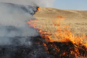 Пожар произошел близ войсковой части в Сарыагаше