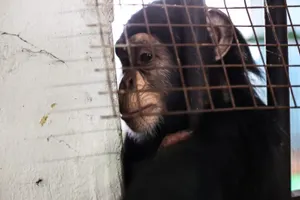 Казахстанские бедняки питаются хуже свиней в зоопаркеЭксклюзив