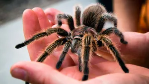 Таможня нашла сотни тарантулов в пачках печенья из Польши