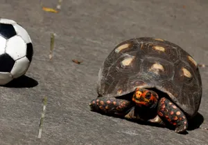 Черепахи вышли на футбольное поле во время матча Украины и Северной Македонии