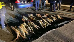 150 килограммов осетра изъяли у двух жителей Мангыстау