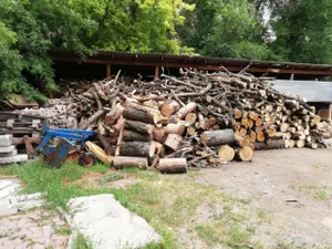 500 деревьев планируют вырубить в роще Баума