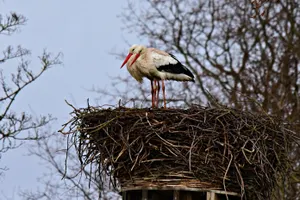 Народные приметы: время наблюдать за птицами