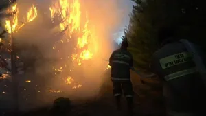 Пожар в лесничестве «Ертіс орманы» локализован